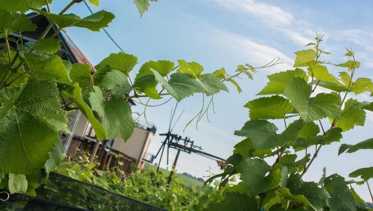 Zweytick Gaestezimmer Weingut Ratsch an der Weinstraße 외부 사진